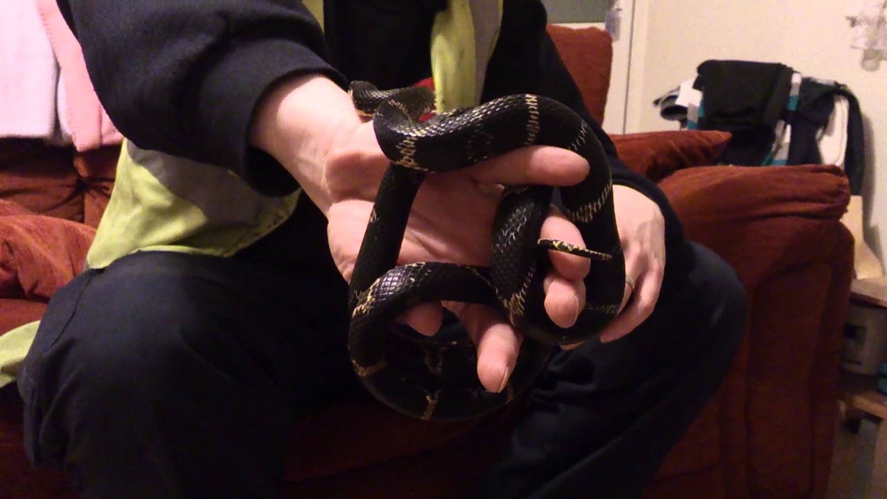 camera iphone 8 plus apk Russian rat snake