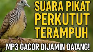 Download Lagu Suara Pikat Perkutut Terampuh | MP3 Gacor Dijamin Datang! MP3 Download Lagu Suara Pikat Perkutut Terampuh | MP3 Gacor Dijamin Datang! MP3