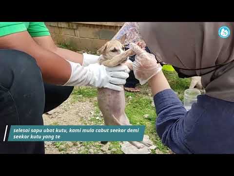 Video: Inisiatif Anjing Perlindungan Amerika Memberi Nama Baru Kepada Haiwan Peliharaan