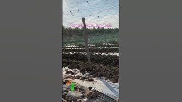 Dây tưới nhỏ giọt, Dây tưới phun mưa, Béc tưới xoay, Hệ thống tưới tự động Tháp Xanh