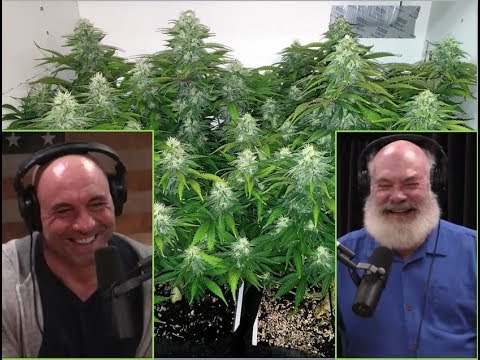 Joe Rogan and Dr. Weil Discuss Marijuana Medical Testing in the 1970s