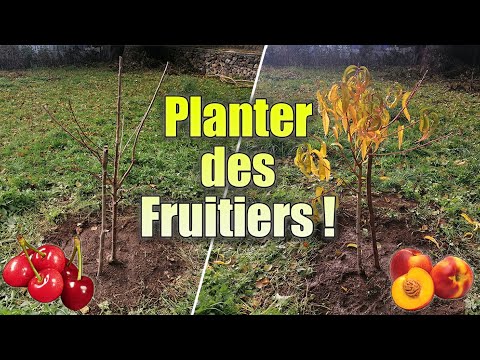 Vidéo: Cultiver des nectarines dans les climats froids - Arbres de nectarine pour la zone 4