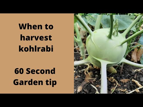 Video: Kohlrabi în grădină - Cât timp să așteptați recolta de guli-rave