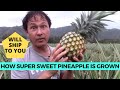 How the Super Sweet White Sugarloaf Creamy Pineapple is Grown in Hawaii