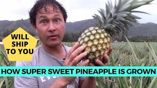 How the Super Sweet White Sugarloaf Creamy Pineapple is Grown in Hawaii