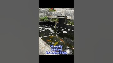 Cách khắc phục nước hồ cá koi bị vàng đục và nổi đầy váng bọt #vicakoi #shorts #hocakoi