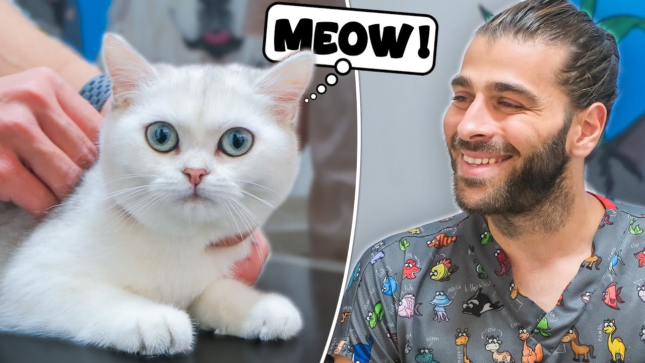 Самая красивая кошка на свете!? (Она нюхает всё!!!)