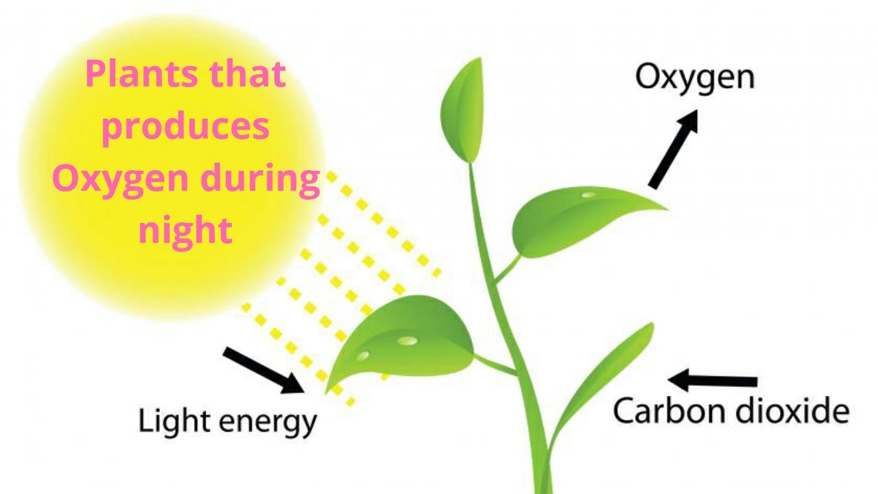 Изобразите процесс фотосинтеза в виде схемы