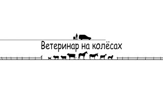 Удаление камня из мочевого пузыря у кошки Удаление камня из мочевого пузыря у кошки