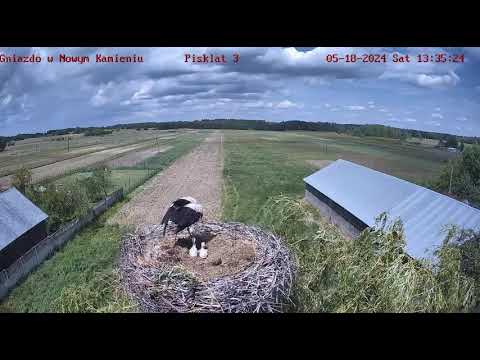 Bociany Czarne Online 2024 / Black Stork Online - transmisja z gniazda bocianów czarnych