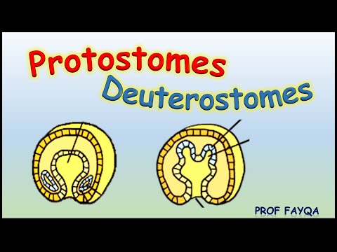 Protostomes Vs Deuterostomes