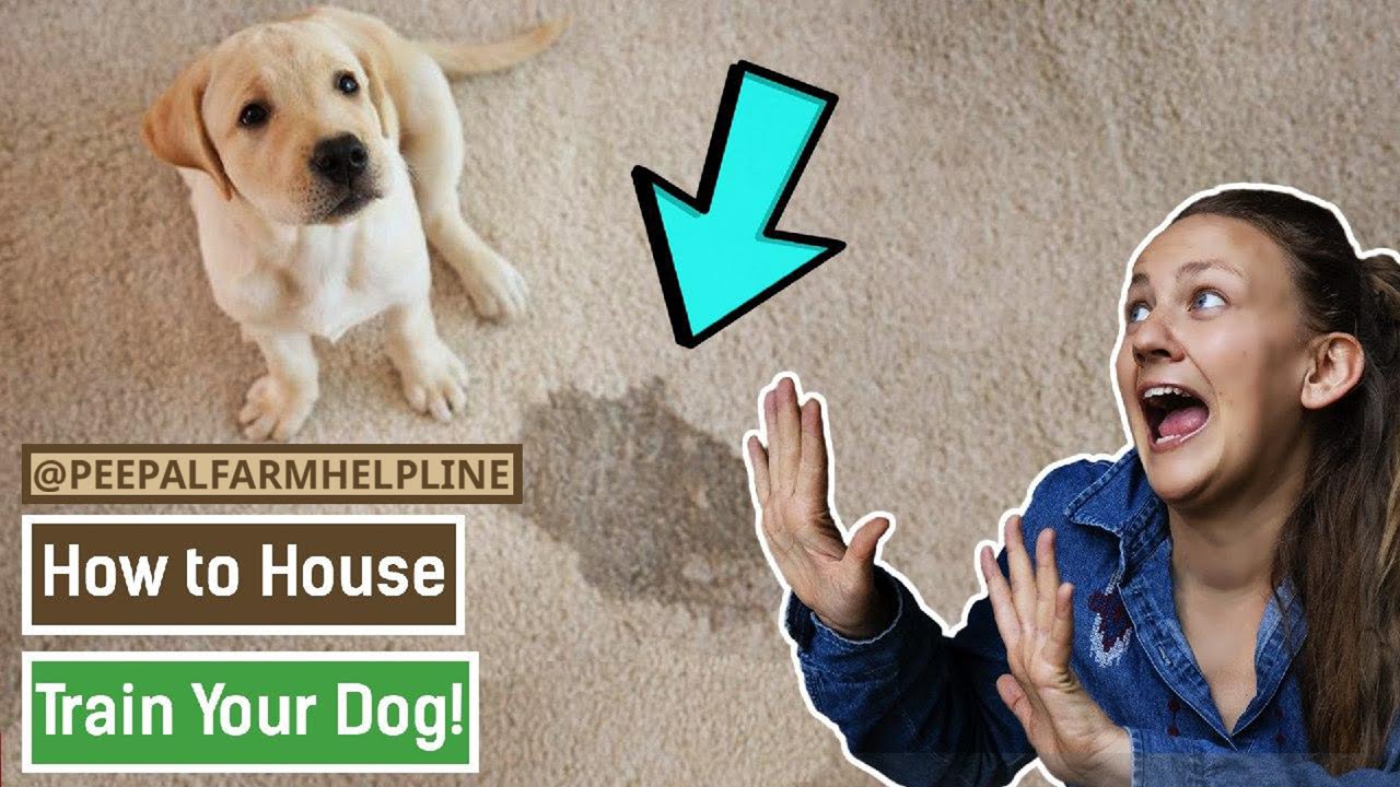 How to house train your dog Potty train a dog Puppy training YouTube