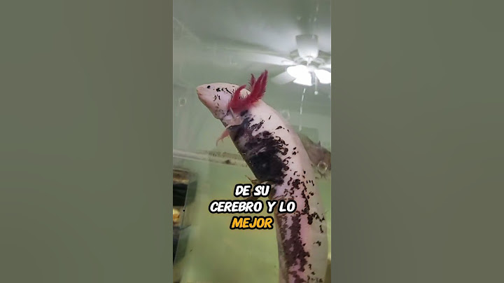 ¡El Superpoder del Ajolote! 🔄✨#Ajolote #AnimalesIncreíble