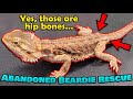 Rescuing 2 Abandoned Bearded Dragons!