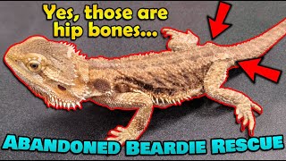 Rescuing 2 Abandoned Bearded Dragons!