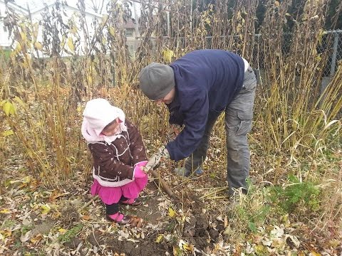 Video: Jerusalem Artichoke: Cov Khoom Muaj Txiaj Ntsig, Daim Ntawv Thov, Zaub Mov Txawv