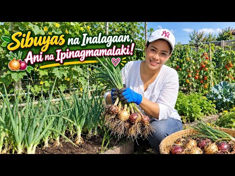 SIBUYAS NA INALAGAAN, ANI NA IPINAGMAMALAKI NI BRITPINAY JOURNEY #Mini Garden🇬🇧🇵🇭
