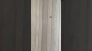 230 E 43rd video tour