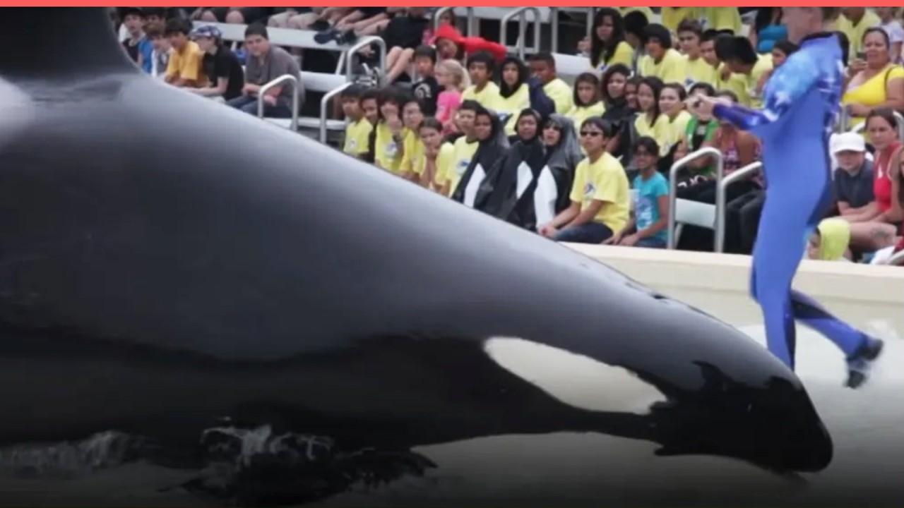 Corky's Tragic Story and the Campaign to Take Her Home YouTube