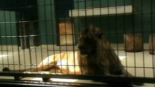 Berlin Zoo - Lions Going Around