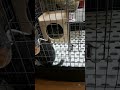 チンチラお迎え初日