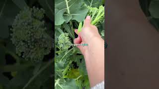 Growing Broccoli -