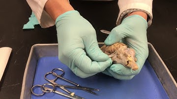 Sheep Brain Dissection