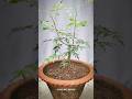 Neem Bonsai Wireing 