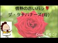 情熱の赤いバラ/ザ・タチバナーズ(母)Cover.ももこ♪