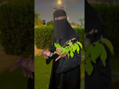 زمردة 
