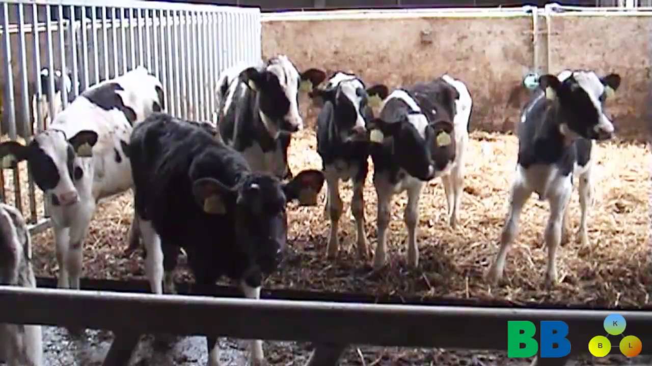 Duurzame Melkveetip 51  Antibiotica en medicijngebruik