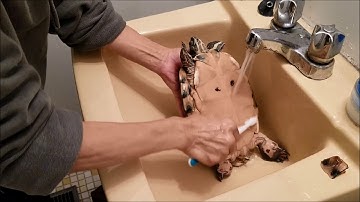 Weird squeaky noise when cleaning turtle