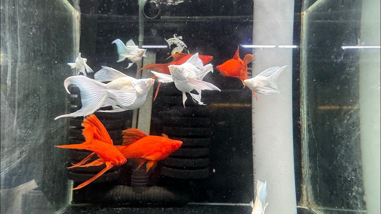 THANH LÝ các dòng cá MOLLY - HUYẾT KIẾM & GUPPY part 10