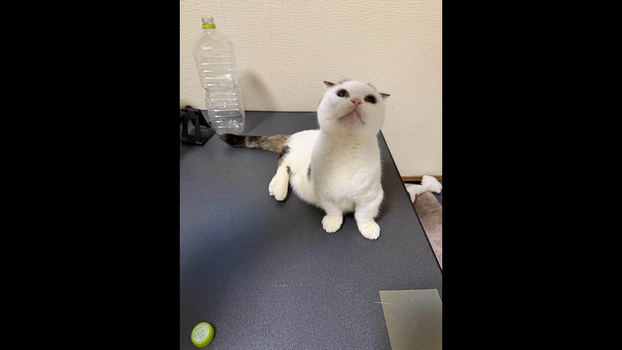 【猫ライブ】短足マンチカンかいちゃんのまったり配信🐱💖 | Live Munchkin Cat Cam 20260227