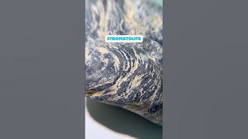 WOW! This fossil from a paleontologist’s private collection is 1.1 BILLION YEARS OLD! 😱  #fossils