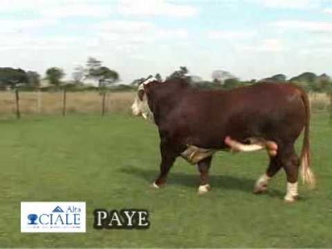 CIALE Alta Toro Paye camera iphone 8 plus apk