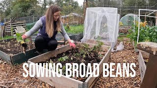 Sowing Broad Beans Clearing Raised Beds Allotment Jobs Gemmas Allotment