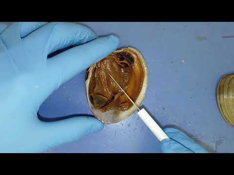 Bivalve Dissection - YouTube