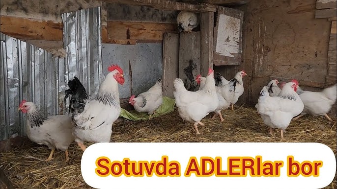 Osiyolik jinsiy qullar