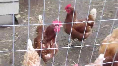 AP Stats Project 2017