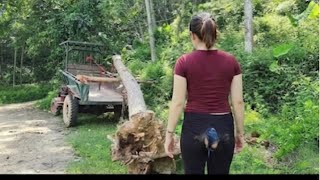 Amazing Timber Transport! Agricultural Vehicle Carries Massive Logs Through Tough Terrain
