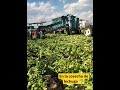 Cosechando las lechugas en el mérito Silao Guanajuato. Pura chuleta 🥬 #agriculture #lechuga