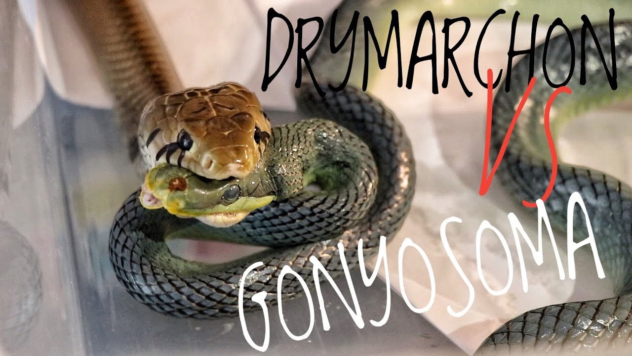 king snake oklahoma DRYMARCHON EATS GONYOSOMA