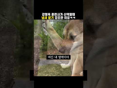 강형욱 훈련사가 산책할 때 냄새 맡기 강조한 이유ㅋㅋ thumbnail