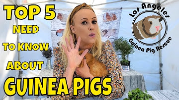 Top 5 Things You Need to Know Before You get a Guinea Pig