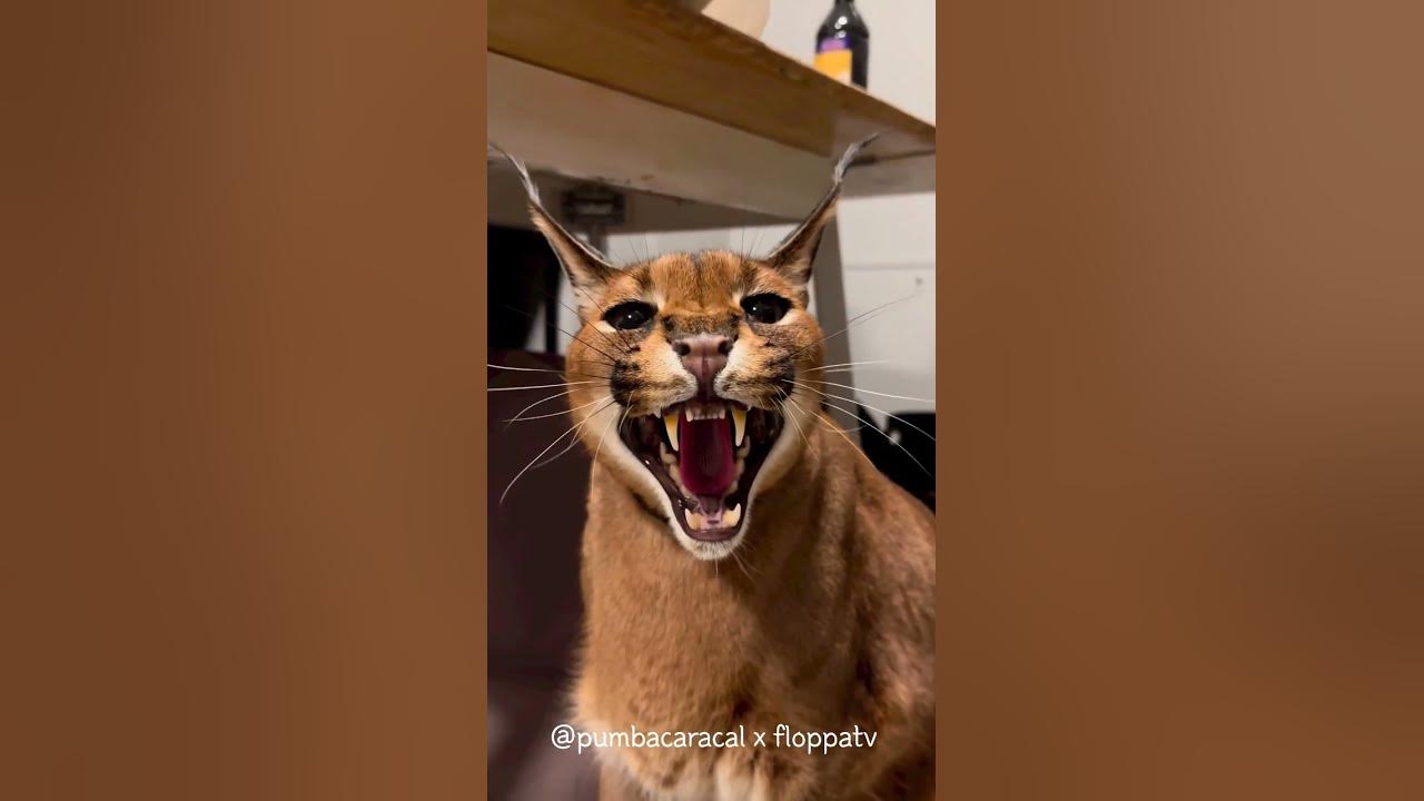 Caracal Pumba Hissing and Massage : Floppa #shorts - YouTube