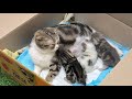 Mother cat and 3 adorable kittens.