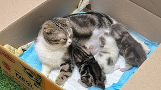 Mother cat and 3 adorable kittens.