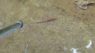 Tadpole started to grow legs