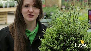 How to clip your topiary bush to shape